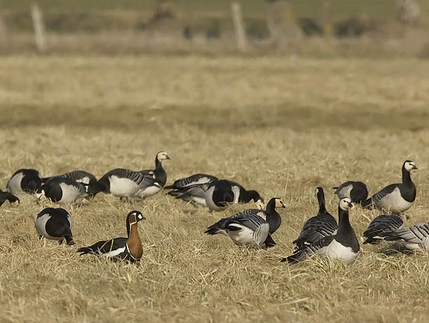 Punakaulahanhi, Red-breasted Goose, Branta ruficollis